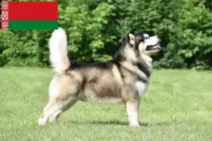 Scopri di più sull'articolo Allevatori di Alaskan Malamute e cuccioli in Bielorussia