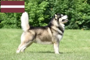 Scopri di più sull'articolo Allevatori di Alaskan Malamute e cuccioli in Lettonia