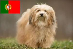 Scopri di più sull'articolo Allevatori e cuccioli di Havanese in Portogallo
