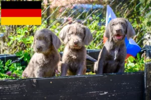 Scopri di più sull'articolo Allevatori di Barba a pelo corto slovacca e cuccioli in Germania