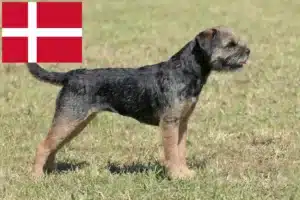 Scopri di più sull'articolo Allevatori e cuccioli di Border Terrier in Danimarca