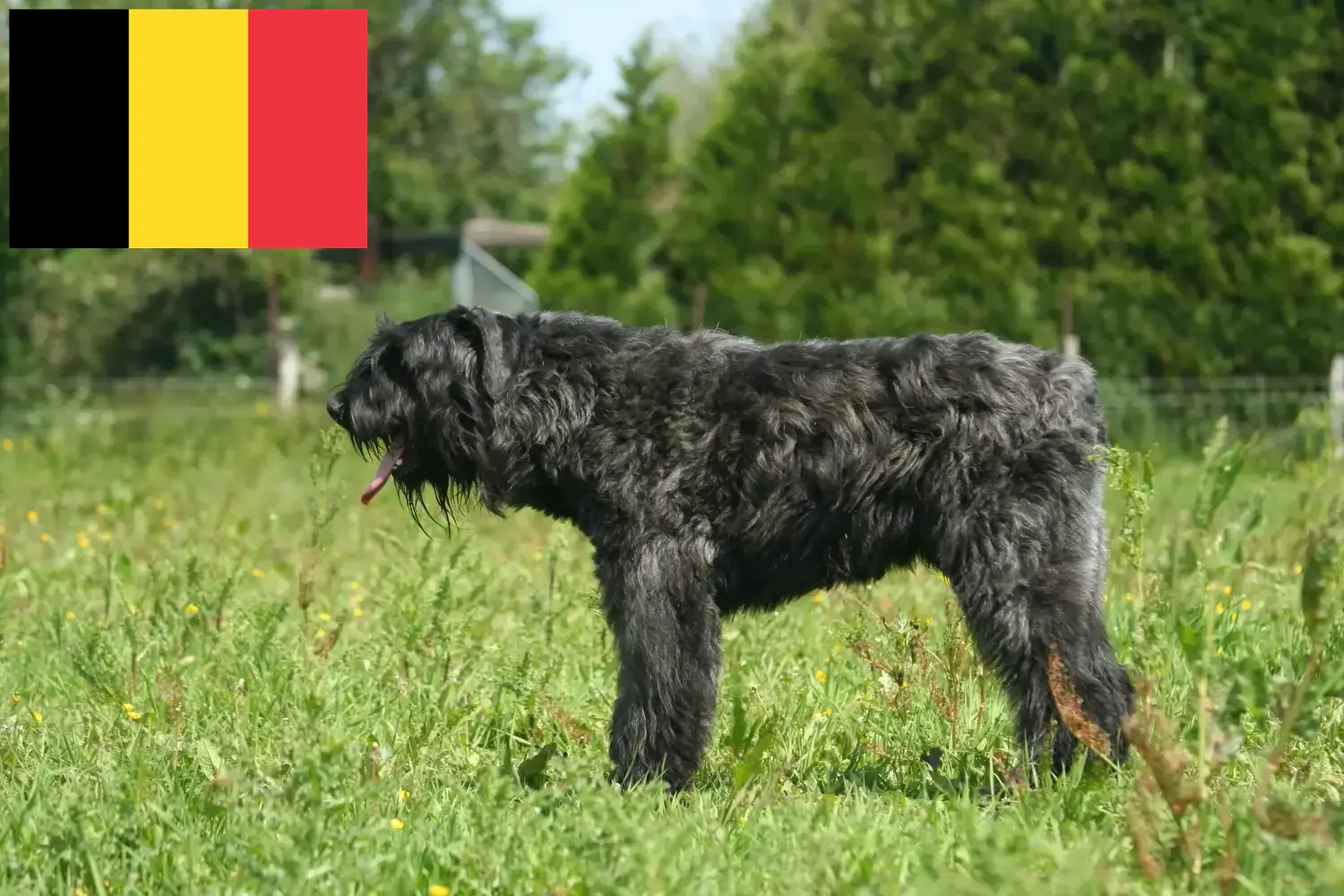 Cuccioli di Bouvier des Flandres e allevatori Belgio Qui potete trovare gli allevatori di Bouvier des Flandres in Belgio.