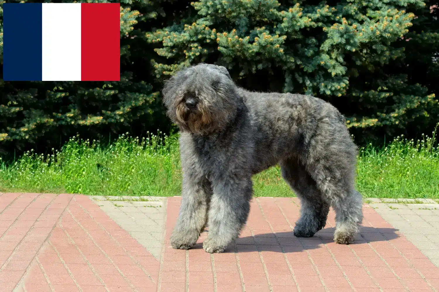 Cuccioli di Bouvier des Flandres e allevatori Francia Qui potete trovare gli allevatori di Bouvier des Flandres in Francia.