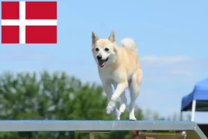 Scopri di più sull'articolo Allevatore di Buhund norvegesi e cuccioli in Danimarca