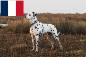 Scopri di più sull'articolo Allevatori di Dalmata e cuccioli in Francia