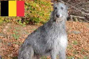 Scopri di più sull'articolo Allevatori e cuccioli di Deerhound in Belgio
