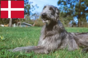 Scopri di più sull'articolo Allevatori di Deerhound e cuccioli in Danimarca