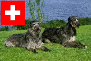 Scopri di più sull'articolo Allevatori di deerhound e cuccioli in Svizzera