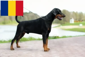 Scopri di più sull'articolo Allevatori di Dobermann e cuccioli in Romania