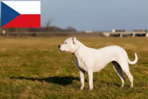 Scopri di più sull'articolo Allevatori di Dogo Argentino e cuccioli in Repubblica Ceca
