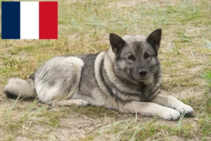 Scopri di più sull'articolo Allevatori e cuccioli di Elkhound norvegese in Francia
