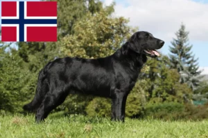 Scopri di più sull'articolo Allevatori di Flat Coated Retriever e cuccioli in Norvegia