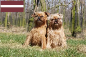 Scopri di più sull'articolo Allevatore di Griffoni Nani Belgi e cuccioli in Lettonia