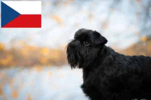 Scopri di più sull'articolo Allevatore di Griffoni Nani Belgi e cuccioli nella Repubblica Ceca