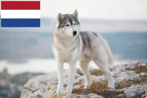 Scopri di più sull'articolo Allevatori di Husky e cuccioli nei Paesi Bassi