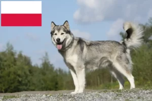 Scopri di più sull'articolo Allevatori di Husky e cuccioli in Polonia
