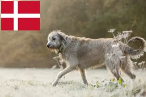 Scopri di più sull'articolo Allevatori e cuccioli di Irish Wolfhound in Danimarca