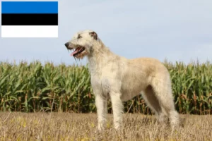 Scopri di più sull'articolo Allevatori e cuccioli di Irish Wolfhound in Estonia