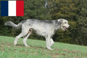 Scopri di più sull'articolo Allevatori e cuccioli di Irish Wolfhound in Francia