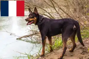 Scopri di più sull'articolo Allevatori di Kelpie Australiani e cuccioli in Francia