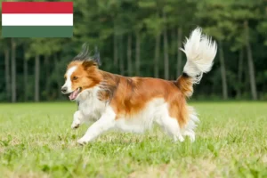 Scopri di più sull'articolo Allevatori di Kooikerhondje olandese e cuccioli in Ungheria