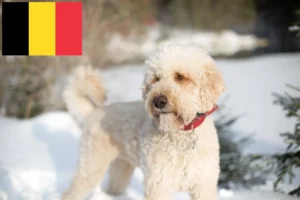 Scopri di più sull'articolo Allevatori di Labradoodle e cuccioli in Belgio