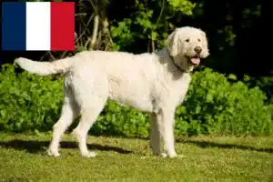 Scopri di più sull'articolo Allevatori e cuccioli di Labradoodle in Francia