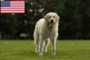 Scopri di più sull'articolo Allevatori di Labradoodle e cuccioli negli USA