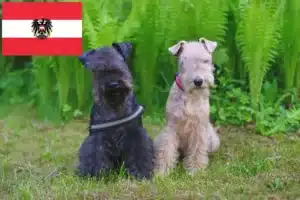 Scopri di più sull'articolo Allevatori di Lakeland Terrier e cuccioli in Austria