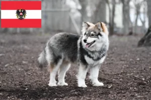Scopri di più sull'articolo Allevatori di Lapphund finlandese e cuccioli in Austria