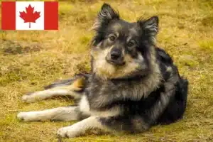 Scopri di più sull'articolo Allevatori di Lapphund Finlandese e cuccioli in Canada