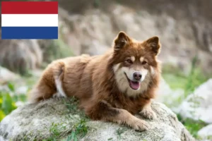 Scopri di più sull'articolo Allevatori di Lapphund finlandese e cuccioli in Olanda