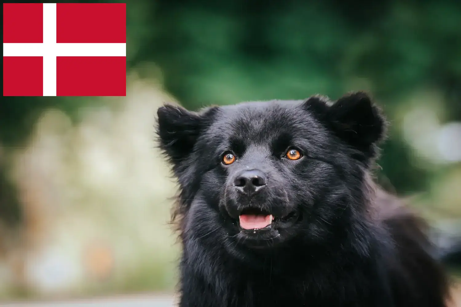 Cuccioli di Lapphund svedese e allevatori Danimarca Trova qui gli allevatori di Lapphund svedese in Danimarca.