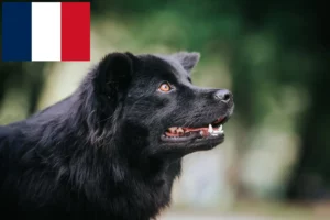 Scopri di più sull'articolo Allevatori e cuccioli di Lapphund svedese in Francia