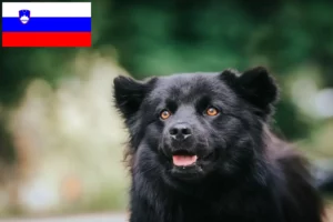 Scopri di più sull'articolo Allevatori di Lapphund svedese e cuccioli in Slovenia