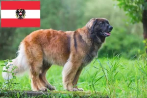 Scopri di più sull'articolo Allevatori di Leonberger e cuccioli in Austria