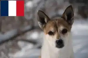 Scopri di più sull'articolo Allevatori e cuccioli di Lundehund norvegese in Francia
