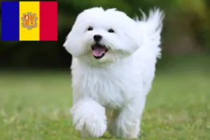 Scopri di più sull'articolo Allevatori di maltesi e cuccioli in Andorra
