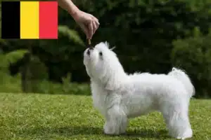 Scopri di più sull'articolo Allevatori e cuccioli di Maltese in Belgio