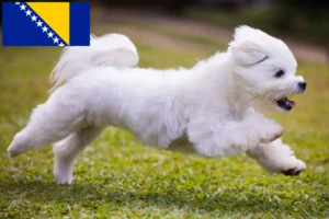 Scopri di più sull'articolo Allevatori e cuccioli di Maltese in Bosnia-Erzegovina