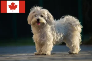 Scopri di più sull'articolo Allevatori di maltesi e cuccioli in Canada