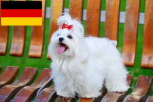 Scopri di più sull'articolo Allevatori di maltesi e cuccioli in Germania