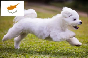 Scopri di più sull'articolo Allevatori e cuccioli di Maltese a Cipro
