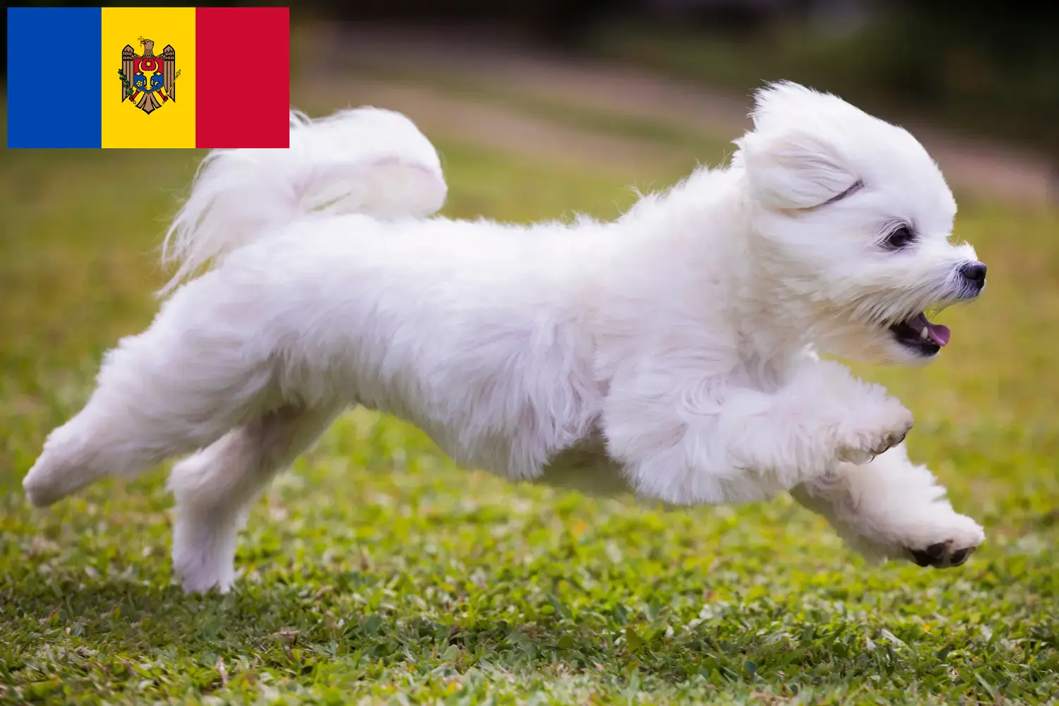 Scopri di più sull'articolo Allevatori e cuccioli di Maltese nella Repubblica di Moldova