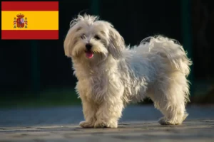 Scopri di più sull'articolo Allevatori e cuccioli di Maltese in Spagna