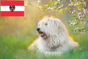 Scopri di più sull'articolo Allevatori di Ovtcharka Sud Russo e cuccioli in Austria