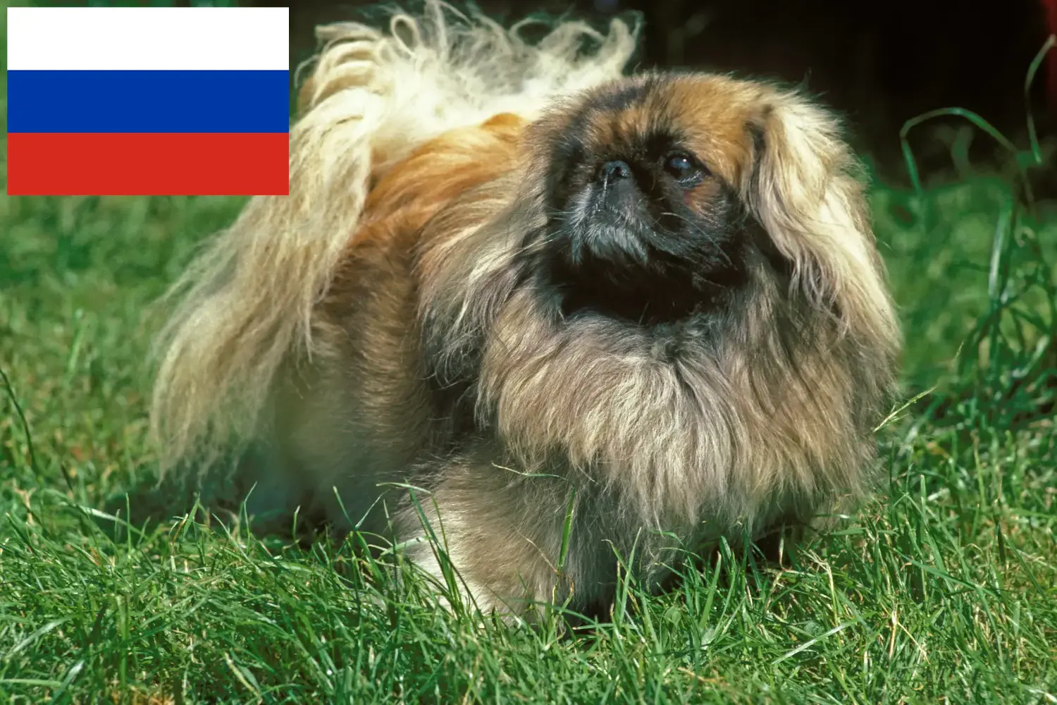 Cuccioli di pechinese e allevatori Russia Qui potete trovare gli allevatori di Pechinesi in Russia.