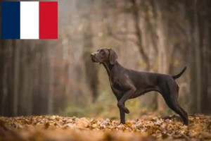 Scopri di più sull'articolo Allevatori di cani e cuccioli di razza Shorthair tedesca in Francia