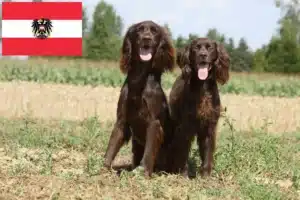 Scopri di più sull'articolo Allevatori e cuccioli di pelo lungo tedesco in Austria