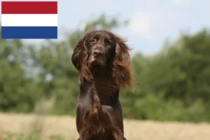 Scopri di più sull'articolo Allevatori e cuccioli di German Longhair nei Paesi Bassi